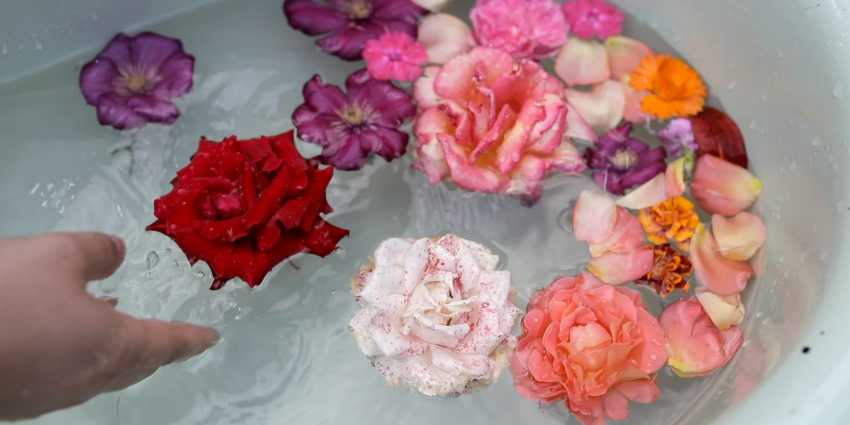 O poder das pétalas de rosas no banho de banheira